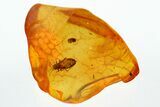 Detailed Fossil Aphid (Aphidoidea) in Baltic Amber #307579-1